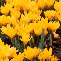 Krokus veľkokvetý Golden Yellow - 5 ks v balení