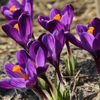 Krokus veľkokvetý Flower Record - 5 ks v balení