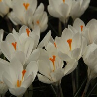 Krokus veľkokvetý Jeanne Darc - 5 ks v balení