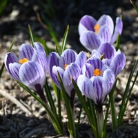 Krokus veľkokvetý Pickwick - 5 ks v balení