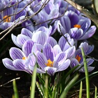 Krokus veľkokvetý Striped Beauty - 5 ks v balení