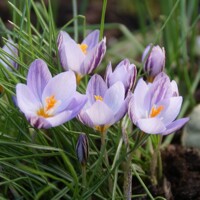 Krokus jesenný Laevigatus Fontenayi - 3 ks v balení