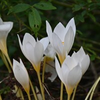 Krokus jesenný Ochroleucus - 3 ks v balení