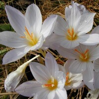 Krokus jesenný Pulchellus Zephyr - 5 ks v balení