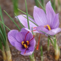 Krokus jesenný Sativus - 5 ks v balení