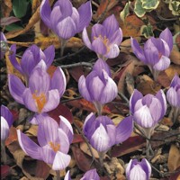 Krokus jesenný Speciosus Aitchinsonii - 5 ks v balení