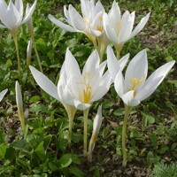 Krokus jesenný Speciosus Albus - 3 ks v balení