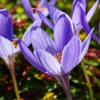 Krokus jesenný Speciosus Artabir - 5 ks v balení