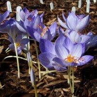 Krokus jesenný Speciosus Cassiope - 5 ks v balení