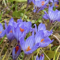 Krokus jesenný Speciosus Conqueror - 10 ks v balení