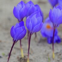 Krokus jesenný Speciosus Oxonian - 5 ks v balení