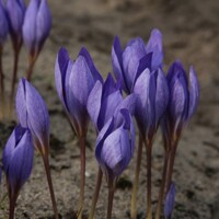 Krokus jesenný Speciosus Semedo - 5 ks v balení