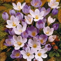 Krokus jesenný Speciosus Mix - 10 ks v balení