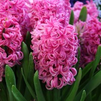 Hyacint Pink Pearl - 3 ks v balení
