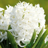 Hyacint plný Snow Crystal - 2 ks v balení