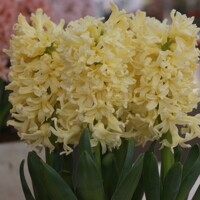 Hyacint Yellow Queen - 3 ks v balení