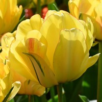 Tulipany Akebono - 3 ks v balení