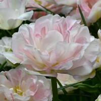 Tulipany Angelique - 3 ks v balení
