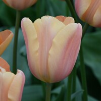 Tulipany Apricot Fox - 3 ks v balení