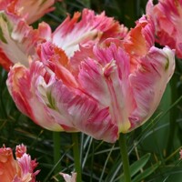 Tulipany Parrot Apricot - 3 ks v balení