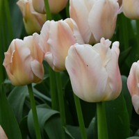 Tulipany Apricot Pride - 3 ks v balení