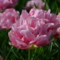 Tulipany Aveyron - 3 ks v balení