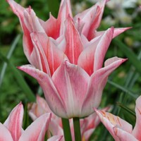 Tulipany Ballade Lady - 3 ks v balení