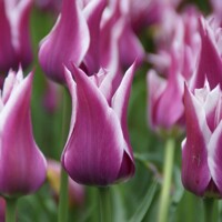 Tulipany Ballade - 3 ks v balení