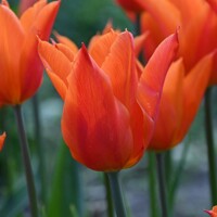 Tulipany Ballerina - 3 ks v balení