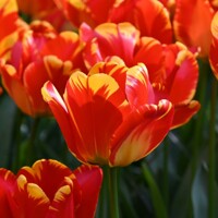 Tulipany Banja Luka - 3 ks v balení