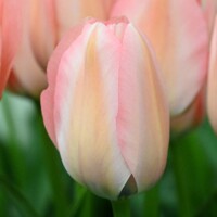 Tulipany Bella Blush - 3 ks v balení