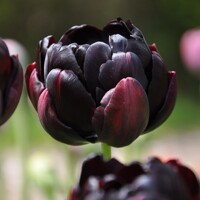 Tulipany Black Hero - 3 ks v balení