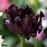 Tulipany Parrot Black - 2 ks v balení
