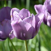 Tulipany Blue Aimable - 3 ks v balení