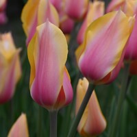Tulipany Blushing Lady - 3 ks v balení