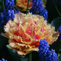 Tulipany Brisbane - 3 ks v balení