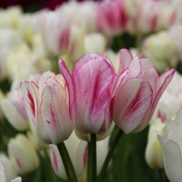 Tulipany Club Candy - 3 ks v balení