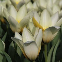 Tulipany Concerto - 3 ks v balení