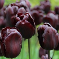Tulipany Continental - 3 ks v balení