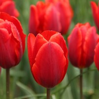 Tulipany Coleur Cardinal - 3 ks v balení