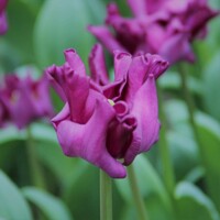 Tulipany Crown of Negrita - 2 ks v balení