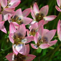 Tulipany Danique - 3 ks v balení