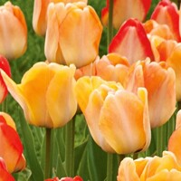 Tulipany Daydream - 3 ks v balení