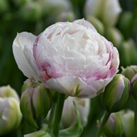Tulipany Double Surprise - 2 ks v balení