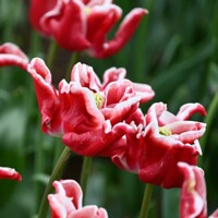 Tulipany Crown of Elegant - 3 ks v balení