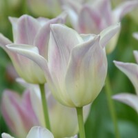 Tulipany Elegant Lady - 3 ks v balení