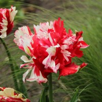 Tulipany Parrot Estella Rijnveld - 2 ks v balení