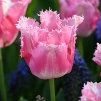Tulipany Fancy Frils - 3 ks v balení