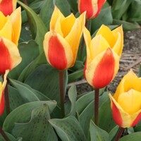 Tulipany First Love - 3 ks v balení