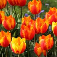 Tulipany Flair - 3 ks v balení